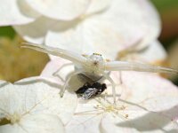 Misumena vatia 24, Gewone kameleonspin, Saxifraga-Tom Heijnen