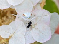 Misumena vatia 25, Gewone kameleonspin, Saxifraga-Tom Heijnen