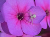 Misumena vatia 26, Gewone kameleonspin, Saxifraga-Tom Heijnen