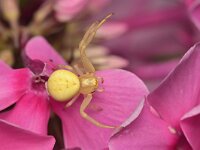 Misumena vatia 28, Gewone kameleonspin, Saxifraga-Tom Heijnen