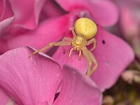 Misumena vatia 29, Gewone kameleonspin, Saxifraga-Tom Heijnen