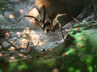 Agelena labyrinthica 1, Gewone doolhofspin, Saxifraga-Tom Heijnen