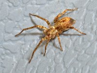 Anyphaena accentuata