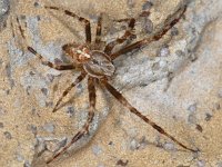 Araneus diadematus 02 #05255 : Araneus diadematus, European garden spider or diadem spider, Kruisspin, male