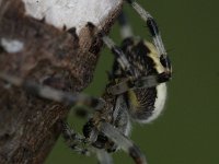 Araneus marmoreus