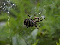 Argiope bruennichi 15, Wespspin, Saxifraga-Jan Nijendijk