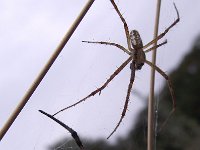Argiope bruennichi 21, Wespspin, Saxifraga-Frank Dorsman  Argiope bruennichi, Wespenspin (m+v)AW-duinen 030811
