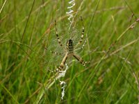 Argiope bruennichi 23, Wespspin, Saxifraga-Harry van Oosterhout : spin, tijgerspin