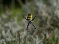 Argiope bruennichi 25, Wespspin, Saxifraga-Jan Nijendijk