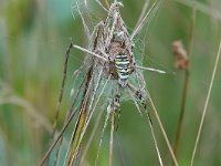 Argiope bruennichi 34, Wespspin, Saxifraga-Mark Zekhuis