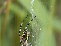 Argiope bruennichi 37, Wespspin, Saxifraga-Willem van Kruijsbergen