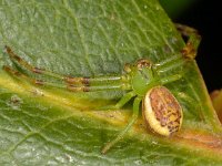 Diaea dorsata