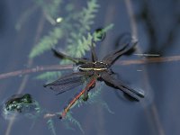 Dolomedes fimbriatus, Raft Spider