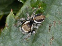 Evarcha falcata #03997 : Evarcha falcata, Bonte springspin