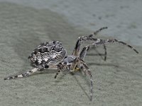 Larinioides sericatus