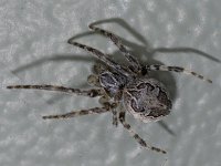 Larinioides sericatus #04456 : Larinioides sericatus, Brugspin, male juvenile