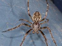 Larinioides sericatus #04497 : Larinioides sericatus, Brugspin, male