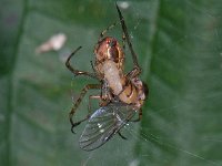 Metellina segmentata 14, Saxifraga-Ab H Baas