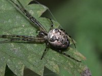 Metellina segmentata 4, Saxifraga-Rutger Barendse