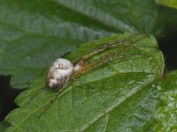 Metellina segmentata #09219 : Metellina segmentata, Herfstspin