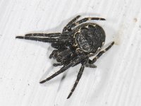 Nuctenea umbratica 5, Saxifraga-Ab H Baas