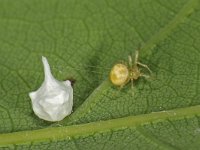 Paidiscura pallens 4, Saxifraga-Ab H Baas