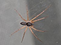 Philodromus dispar