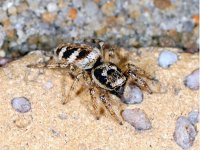 Salticus scenicus, Zebra Spider