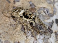 Salticus scenicus #03046 : Salticus scenicus, Huiszebraspin with prey