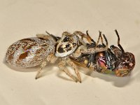 Salticus scenicus 8, Huiszebraspin, Saxifraga-Ab H Baas