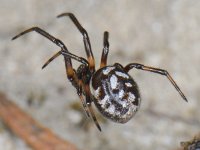 Steatoda albomaculata