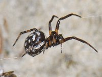 Steatoda albomaculata 01 #06296 : Steatoda albomaculata, Gevlekte steatoda