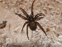 Steatoda bipunctata