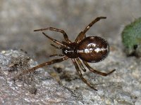 Steatoda bipunctata 01 #05182 : Steatoda bipunctata, Koffieboonspin, female