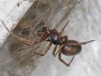 Steatoda bipunctata 02 #05209 : Steatoda bipunctata, Koffieboonspin, male