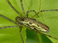 Tetragnatha montana