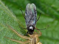 Xysticus sp 6, Saxifraga-Ab H Baas
