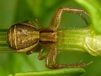 Xysticus ulmi