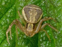 Xysticus ulmi 2, Moeraskrabspin, Saxifraga-Ab H Baas