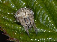 Agalenatea redii #04846 : Agalenatea redii, Brede wielwebspin