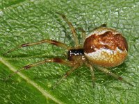 Anelosimus vittatus 01 #43742 : Anelosimus vittatus, Slanke kogelspin