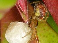 Anelosimus vittatus 3, Slanke kogelspin, Saxifraga-Ab H Baas
