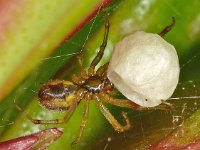 Anelosimus vittatus 4, Slanke kogelspin, Saxifraga-Ab H Baas