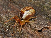 Anelosimus vittatus 5, Slanke kogelspin, Saxifraga-Ab H Baas