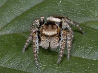 Evarcha falcata 01 #03866 : Evarcha falcata, Bonte springspin