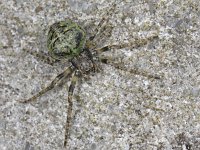 Gibbaranea gibbosa 01 #11381 : Gibbaranea gibbosa, Boomknobbelspin