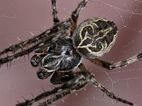 Larinioides sericatus #04495 : Larinioides sericatus, Brugspin, male