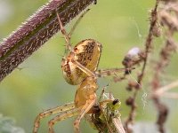 Spin-Wants 01 N4171 : Metellina segmentata, Herfstspin