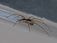 Philodromus dispar 2, Zwartrugrenspin, Saxifraga-Ab H Baas