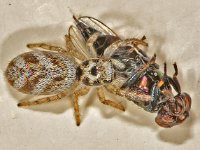 Salticus scenicus 9, Huiszebraspin, Saxifraga-Ab H Baas